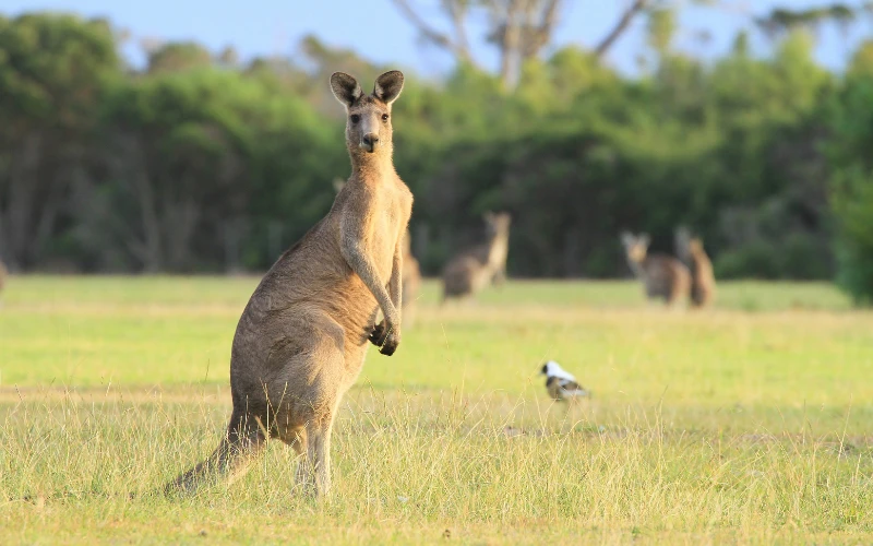 Australia Wildlife Experiences You Can’t Miss