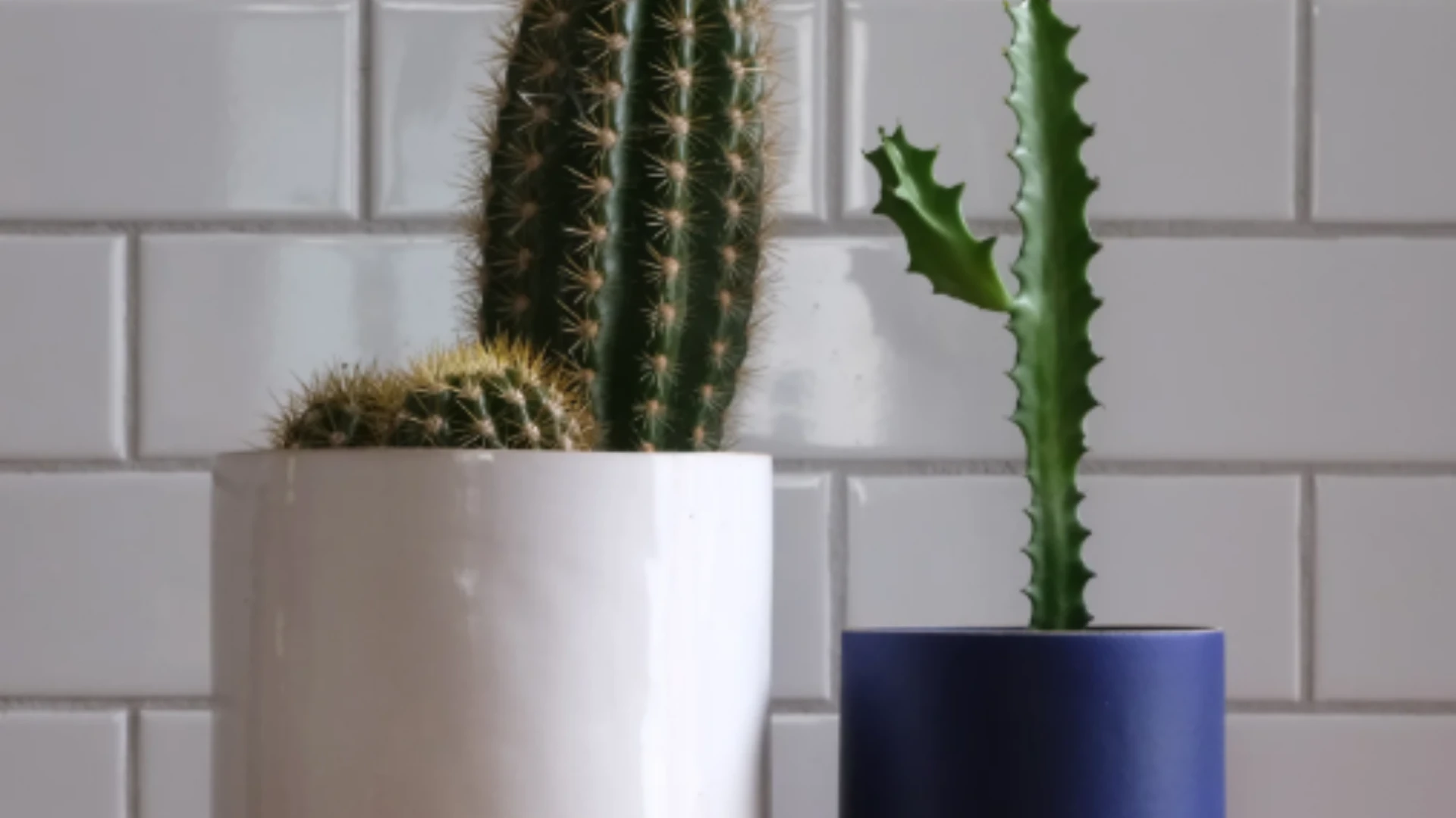 Bringing Nature Indoors with Mise Well: A Guide to Hanging Ceramic Planters and Ceramic Pots