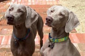 How To Decide on Dog Euthanasia in Pollock Pines With Confidence?