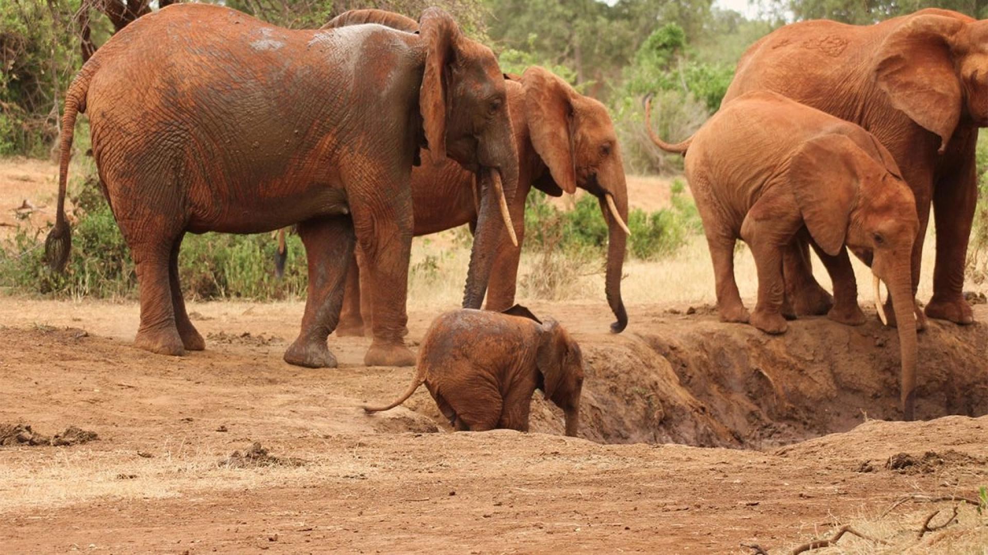 Discover the Wild Majesty of Tsavo & the Magic of Salt Lick Safari Lodge with Julimas Safaris