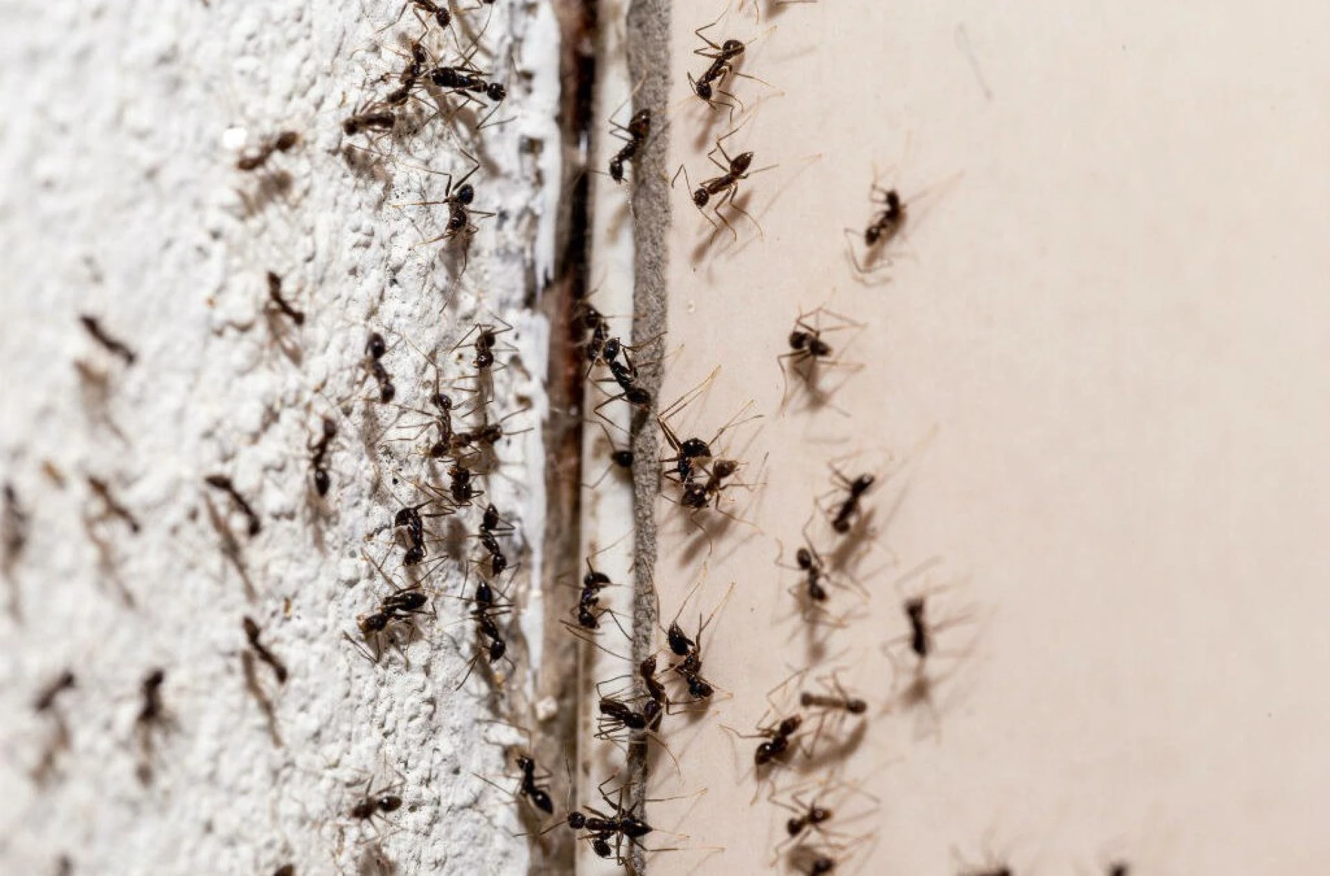 How to Get Rid of Ants in the House Quickly: A Reading Guide
