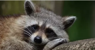 Complete Guide to Pest Control in Groveland for Homes and Businesses