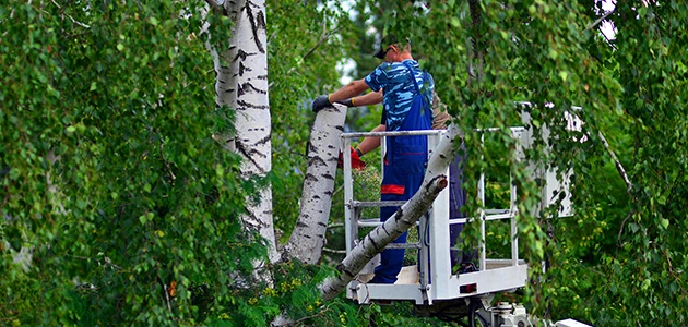 Discover the Art of Tree Trimming in Sacramento