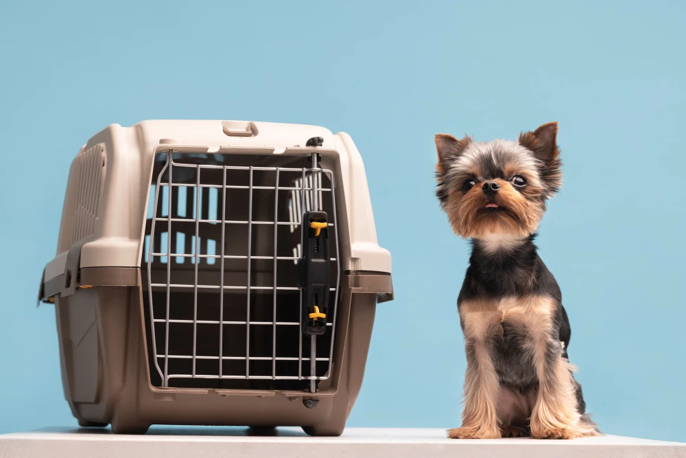 Traveling with Dogs Made Easy: Why a Collapsible Crate Is a Game Changer