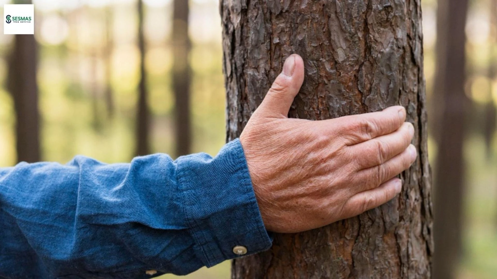 Is That Tree a Safety Risk? Warning Signals Property Owners in Marietta Must Know