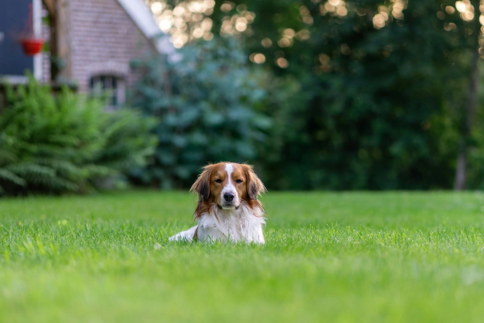 Artificial Grass for Dogs: What You Should Know Before Installation