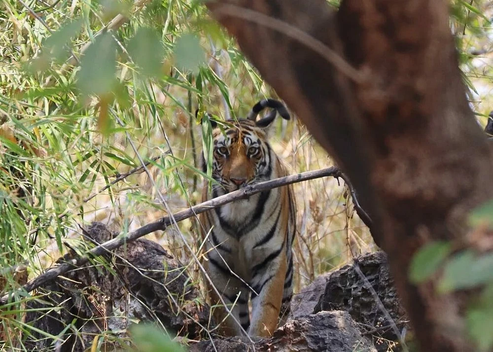 Eco-Friendly Destinations in India for Sustainable Travelers