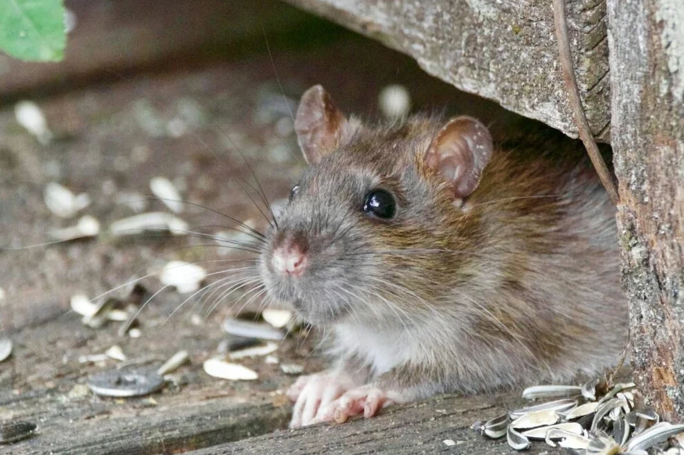 Expert Rodent Pest Control: Safe & Effective Rat Removal