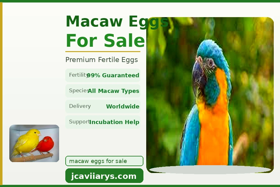 The Complete Guide to Macaw Eggs for Sale: What Every Bird Enthusiast Should Know