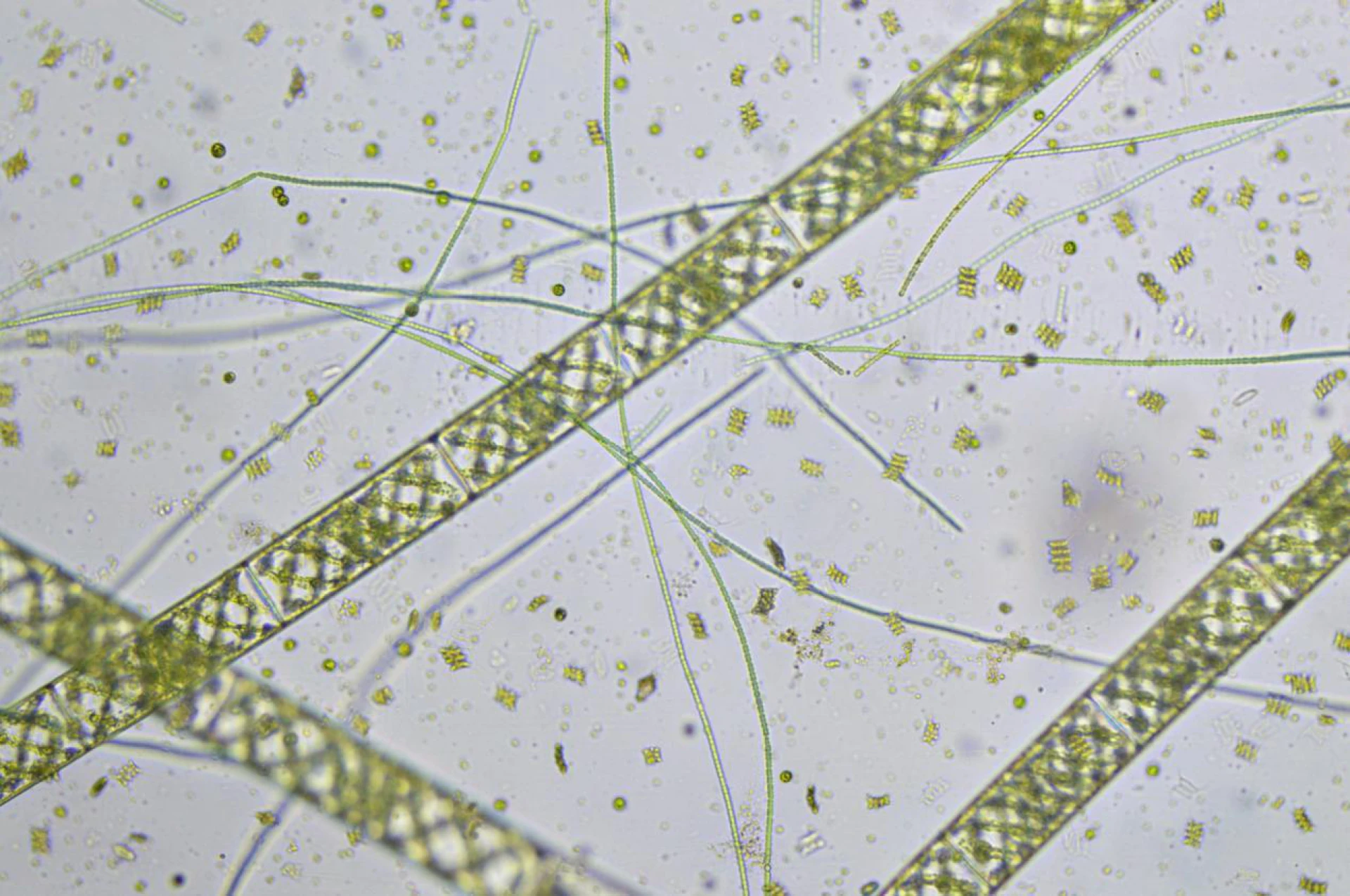 Using Algae Cultures in Controlled Laboratory Experiments