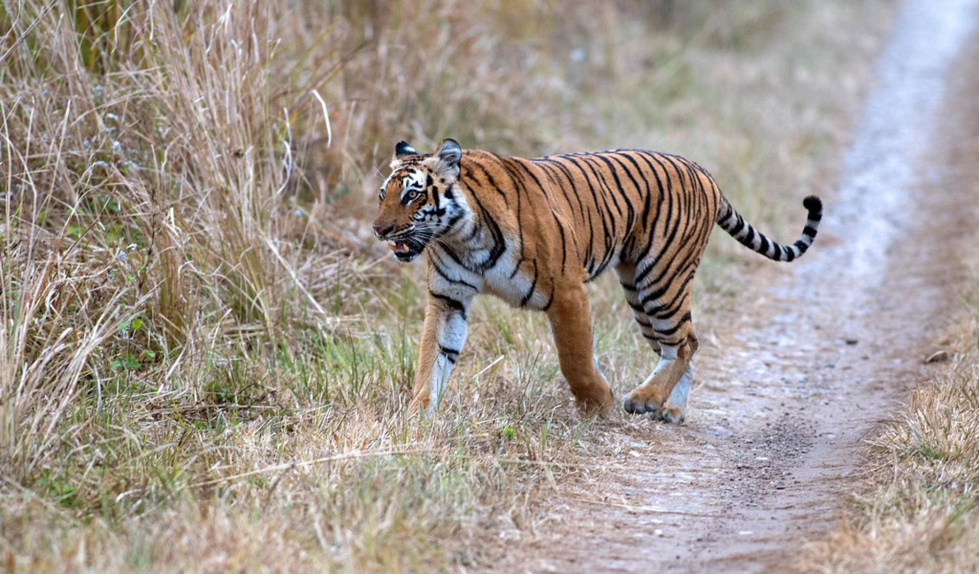 How to Book Jim Corbett Safari: Online Reservations, Zones, Activities and Essential Tips