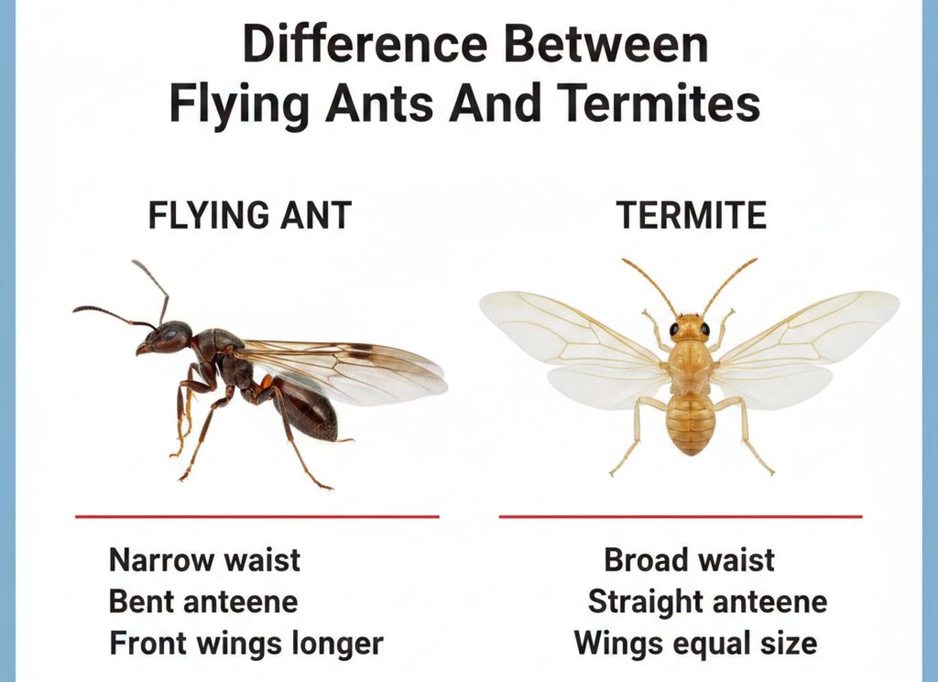 Difference Between Flying Ants And Termites: Orkin