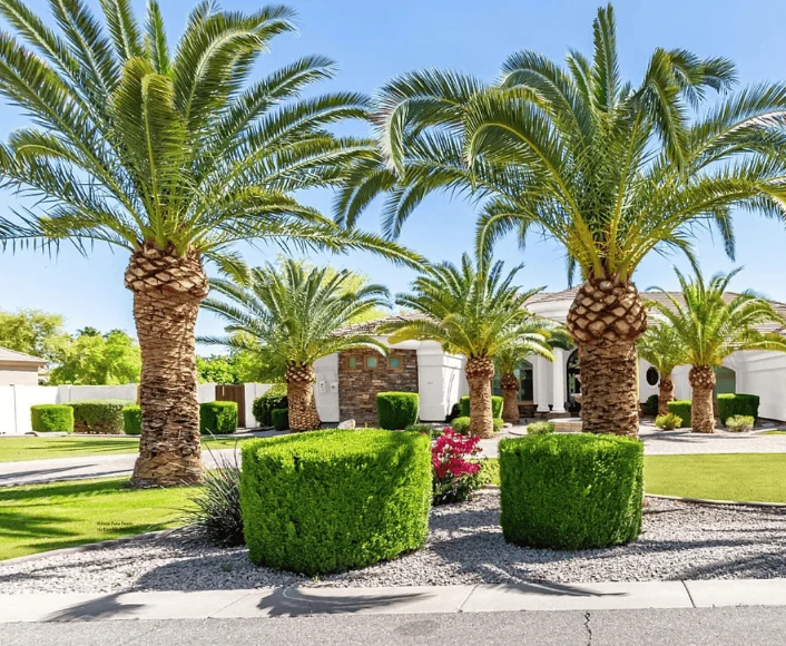 Palm Tree Removal in Mesa: A Complete Guide for Homeowners