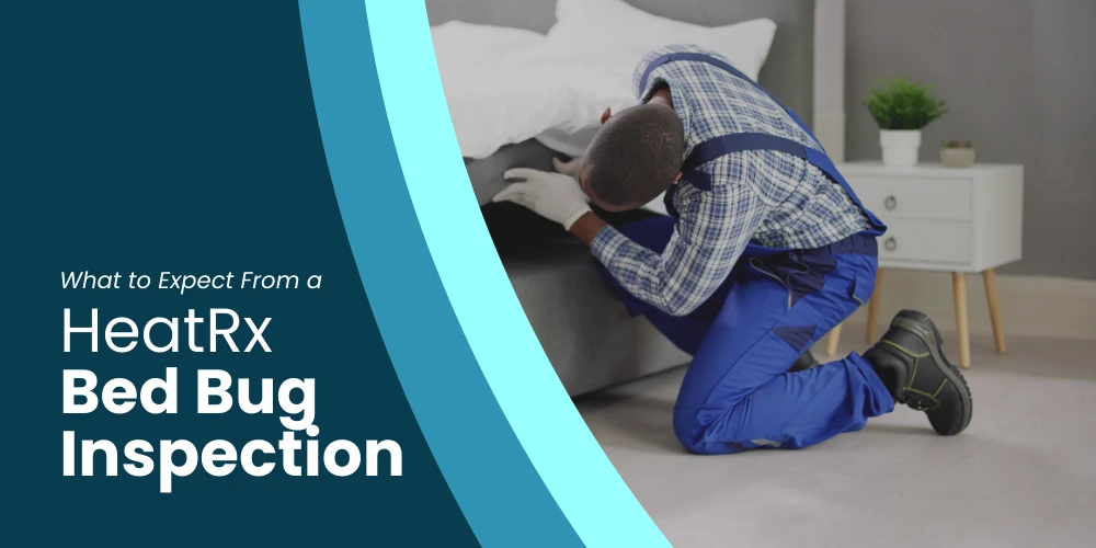 What to Expect From a Professional Bed Bug Inspection