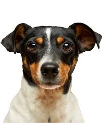 Is Positive Reinforcement the Best Dog Training in Washington, DC? Expert Advice for Capitol Hill Pets (2026 Guide)