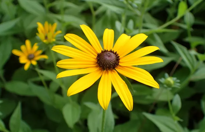 Rudbeckia hirta Spiritual Meaning and Symbolism