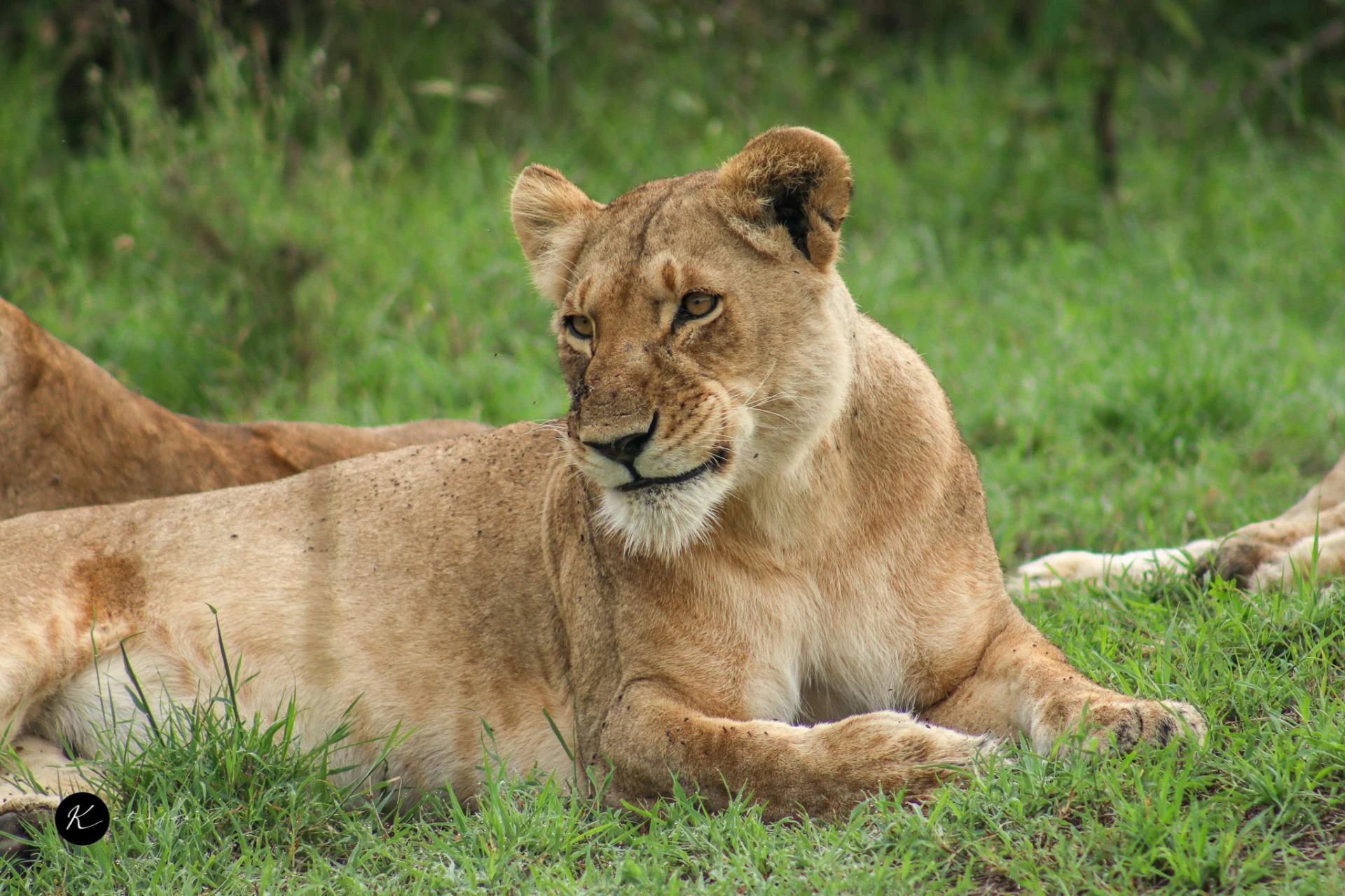 Kenya Tours Guide: Best Time to Visit, Masai Mara vs Serengeti & Travel Safety Tips