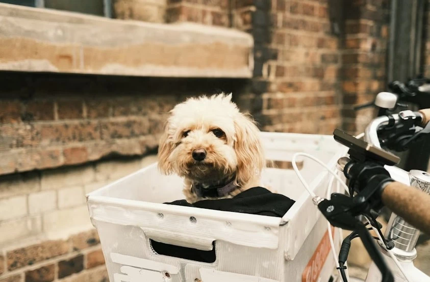 The Modern Pet Lifestyle: Living the Good Life With Your Furry Companion