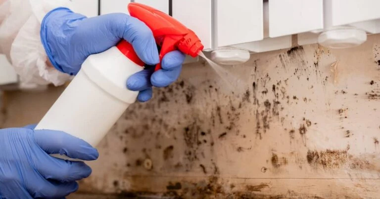 Restoration vs. Removal: What’s the Best Approach for Mold?