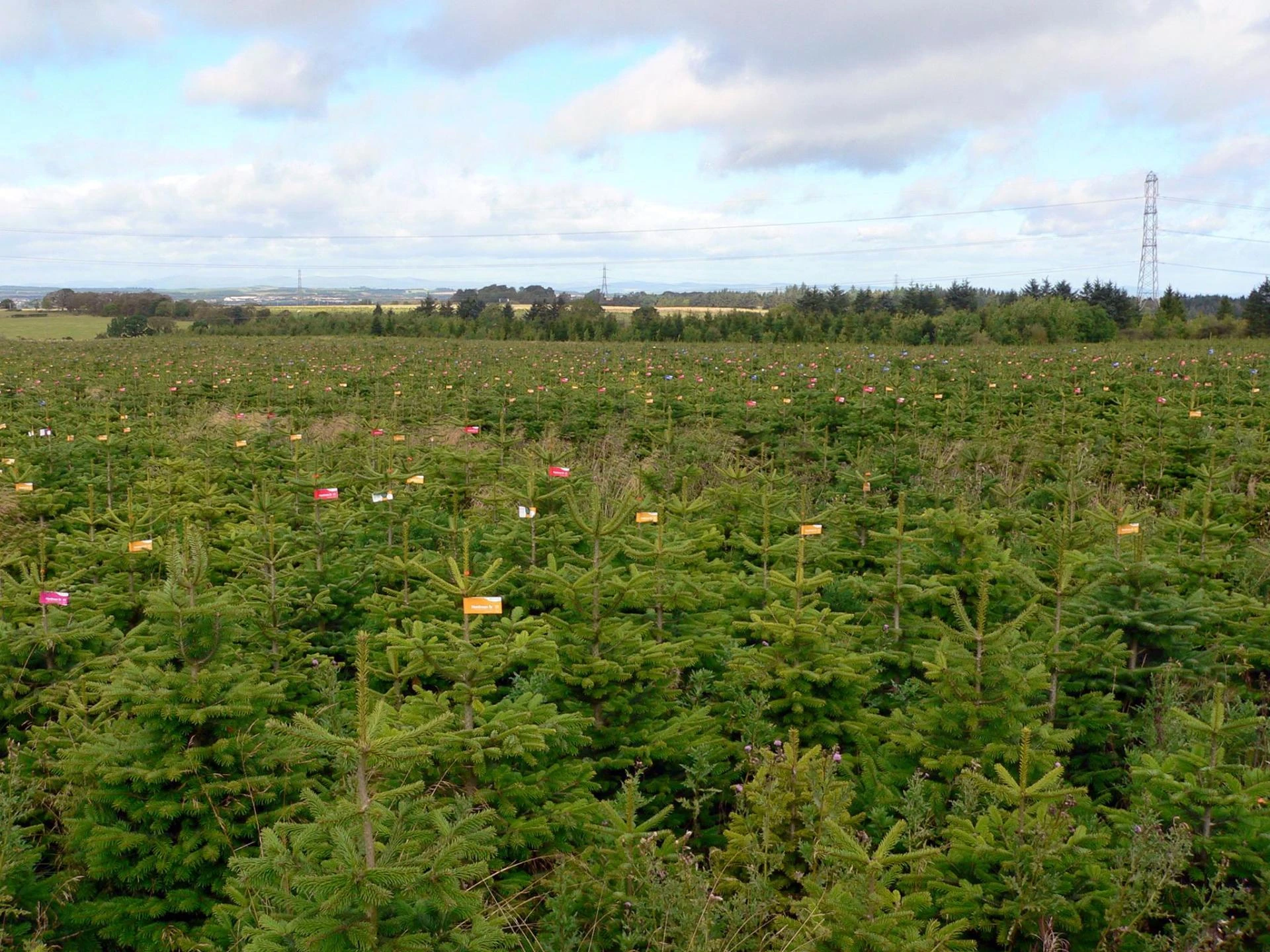 Wholesale Christmas Trees Distributor in UK: Supplying Festive Quality Nationwide