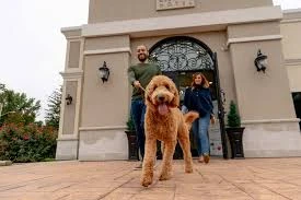 Treat Every Pet Like Family, Giving Them Attention, Exercise, And Comfort