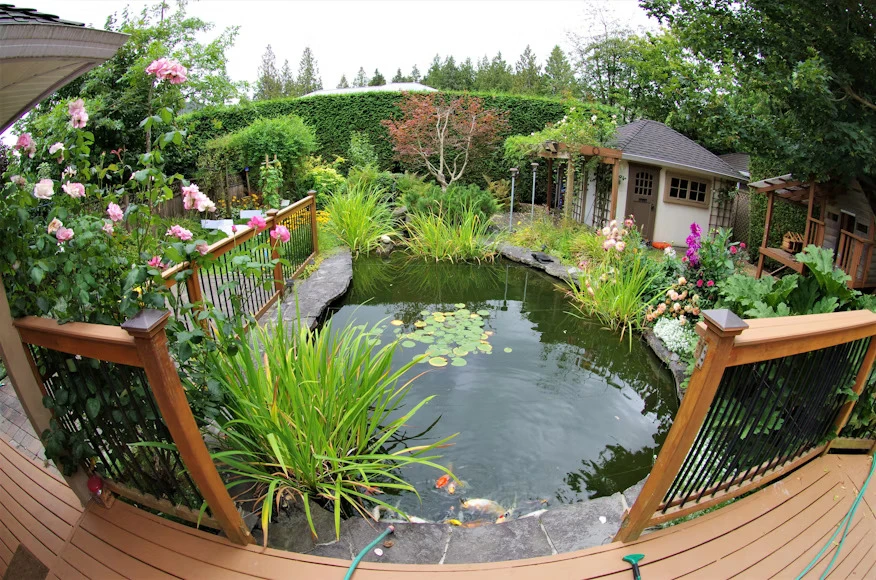 How to Design, Build, and Stock the Perfect Outdoor Pond?