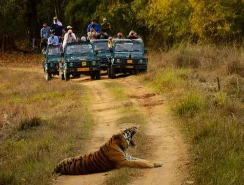 Into the Soul of Kanha – A Journey That Awakens More Than Wonder