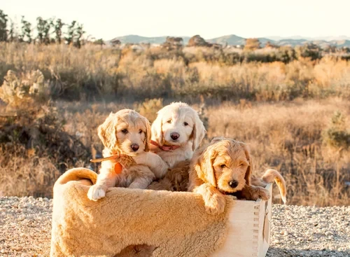 Why a Goldendoodle Is Called a Service Dog