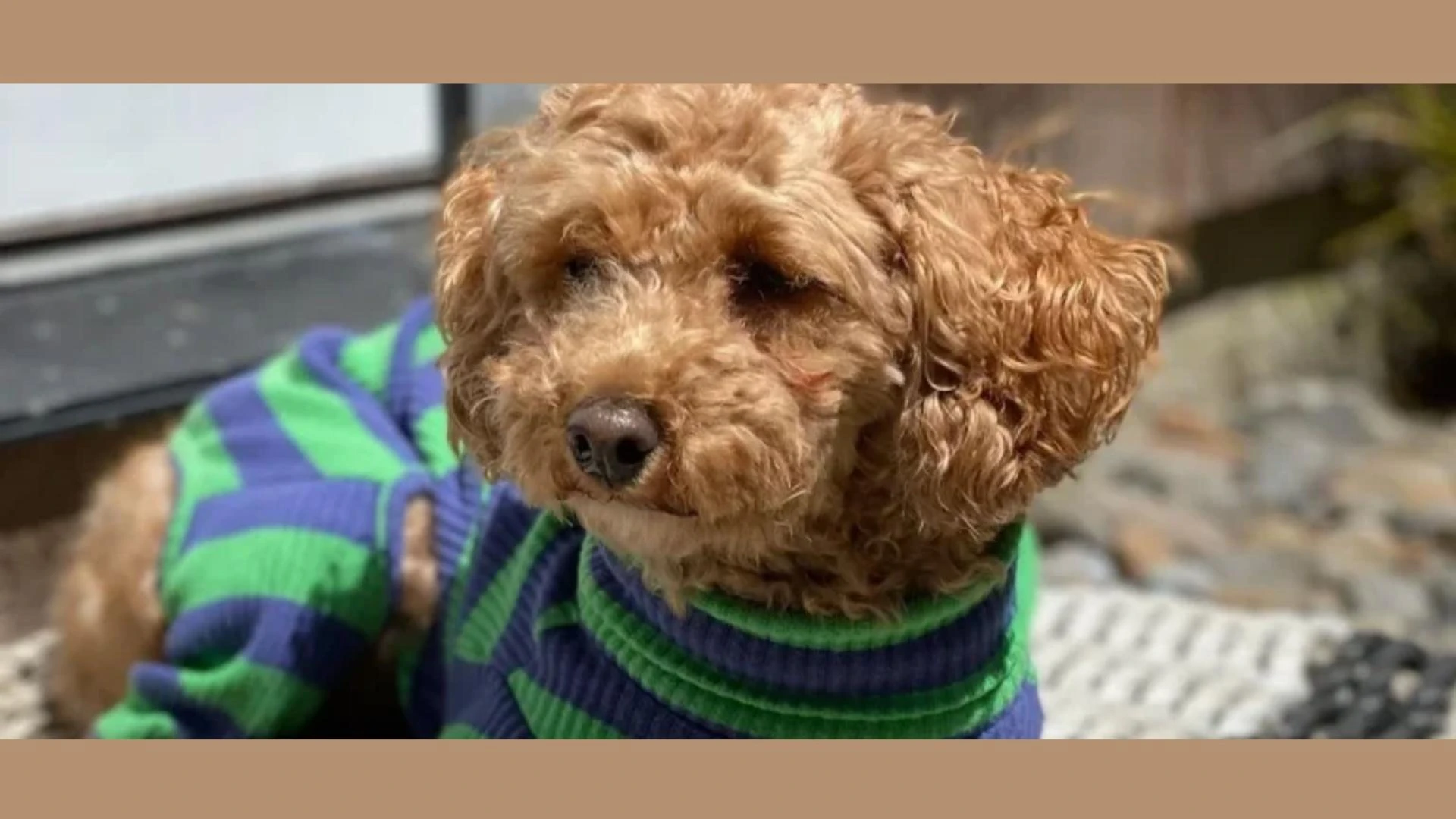 How Do Pet-Friendly Vacation Rentals Balance Comfort for Both Guests and Hosts?