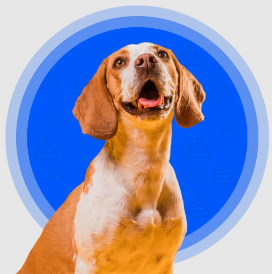 Reliable Dog Poop Pickup in DFW – Clean Yards, Happy Homes