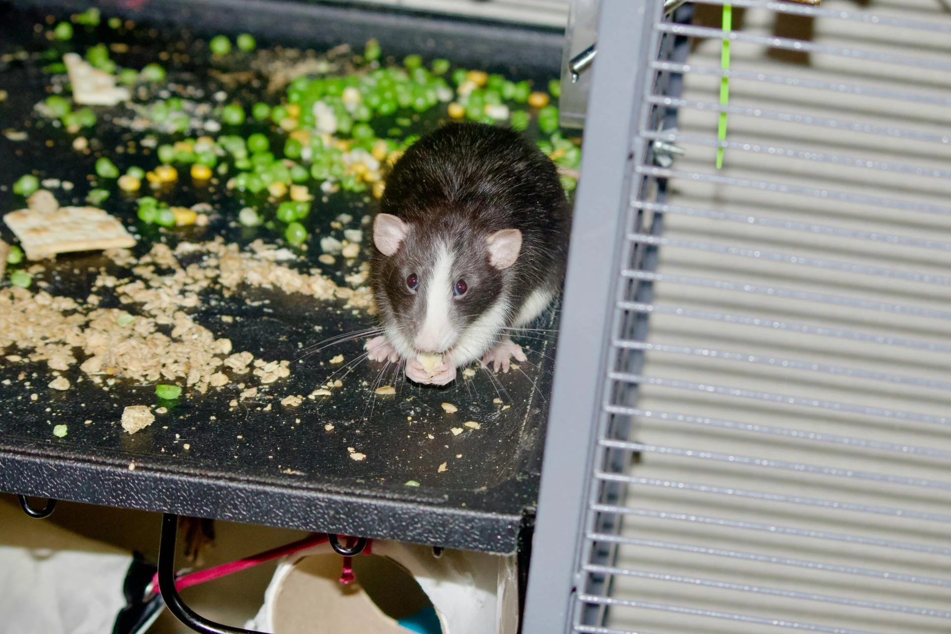 Inside vs Outside: Dual-Layer Rodent Proofing Strategies for Properties