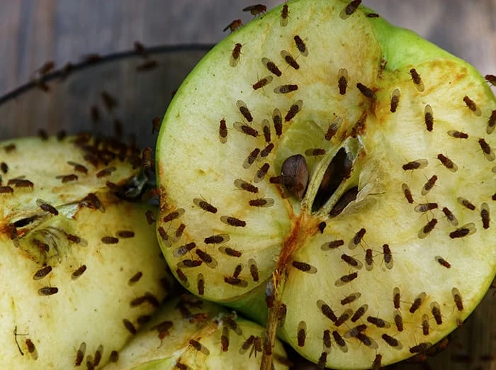 How to Get Rid of Fruit Flies in Your Bath Kitchen or Business