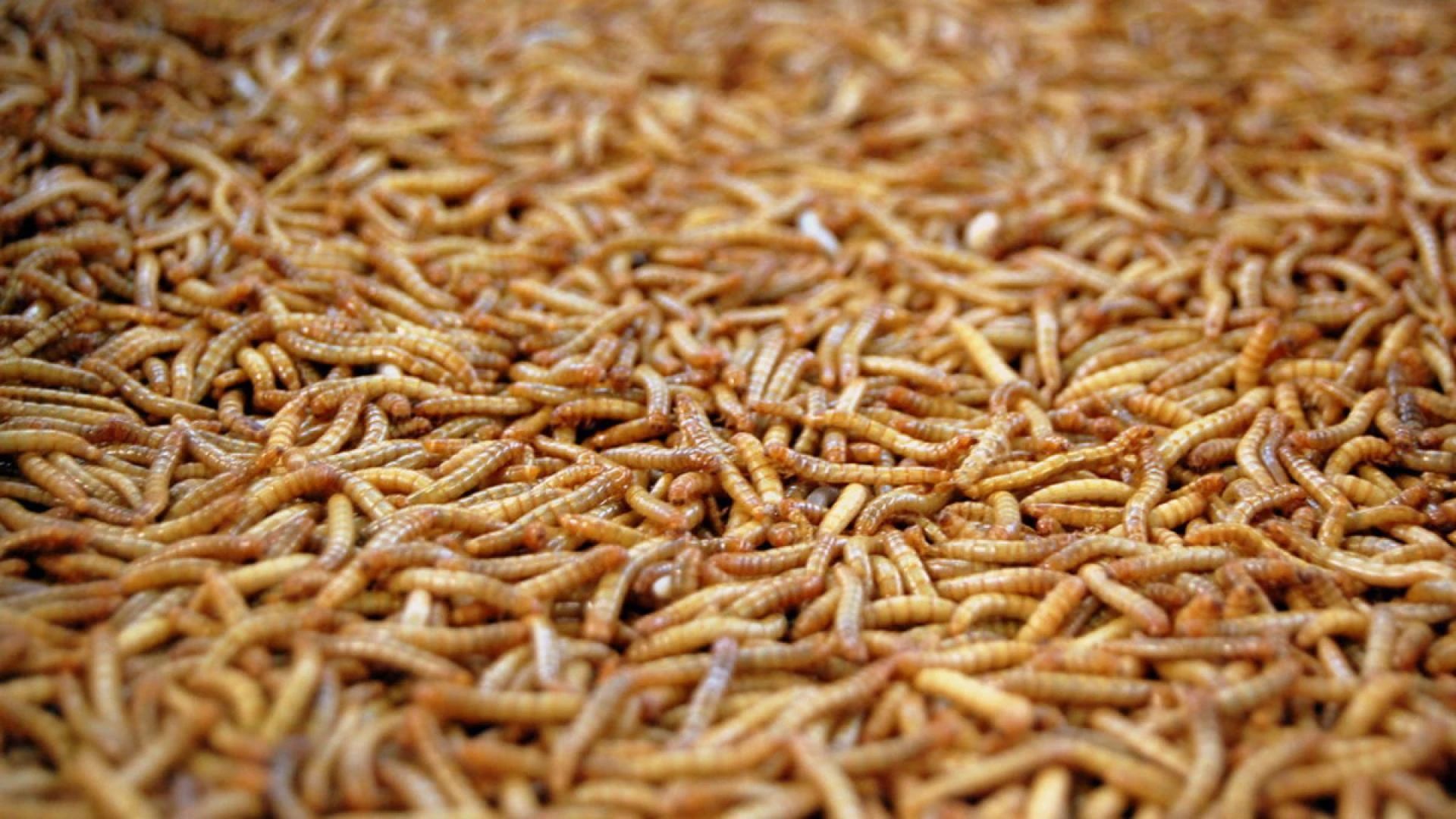 How to Get Rid of Maggots: Fast Solutions for Reading Homes