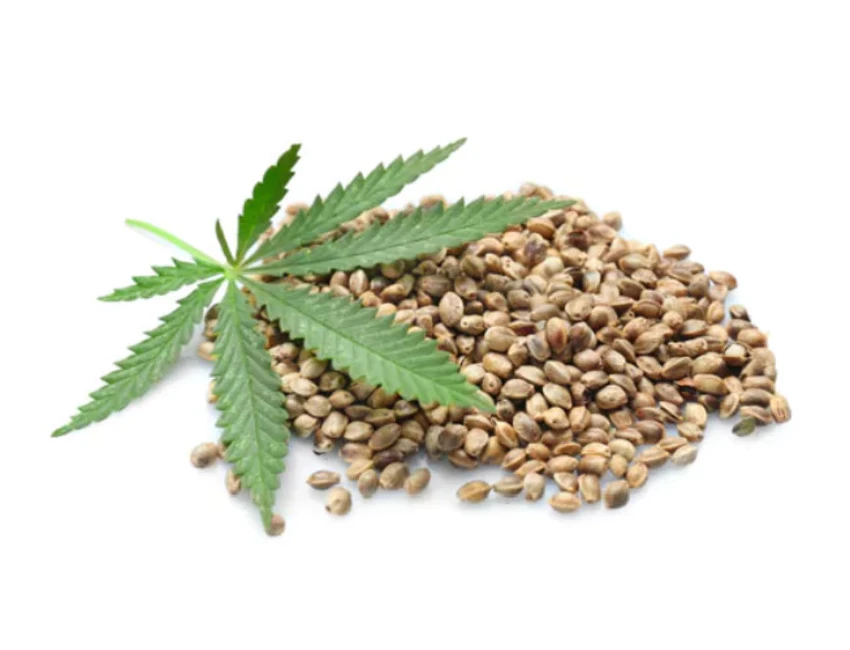 Marijuana Seeds for Sale in USA: Avoiding Fakes and Scoring High-Germination Genetics