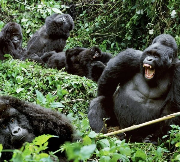 Uganda Gorilla Trekking: Essential Travel Tips for 2026 Visitors