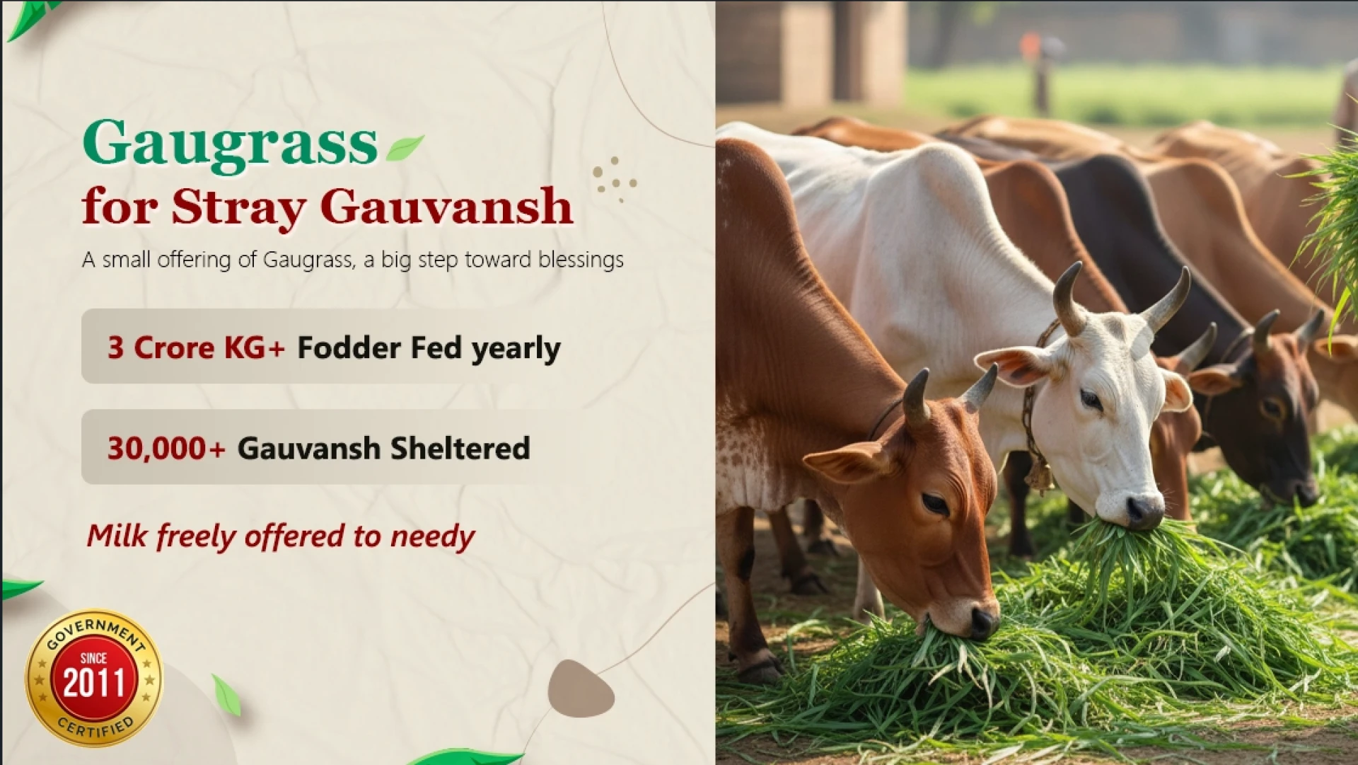 Gaugrass Seva: A Noble Way to Protect Gau Mata