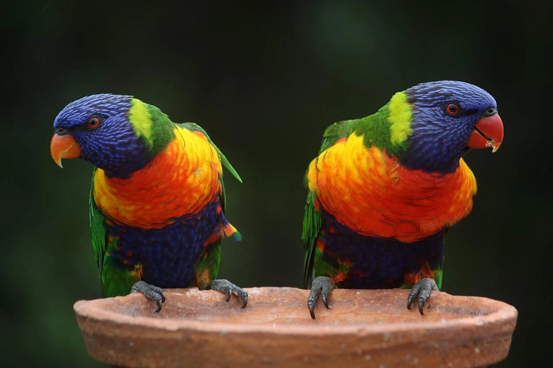Speaking Parrots That Will Literally Hold Conversations With You!