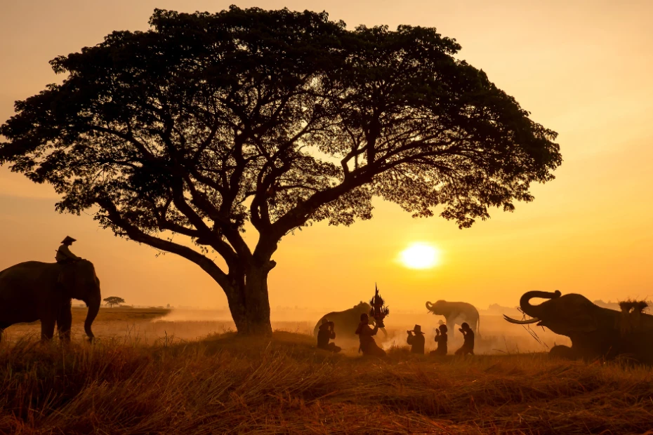 Experience the Magic of a Kosher Safari