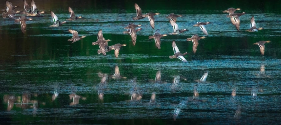 Bird Sanctuaries in Tamil Nadu