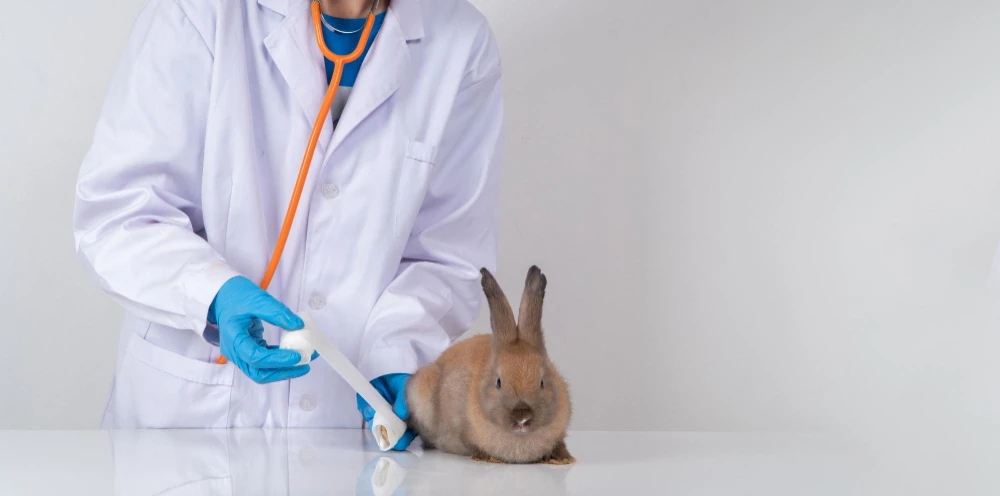 Are Invertebrate Pets the Future? Why More People Choose Bugs Over Bunnies