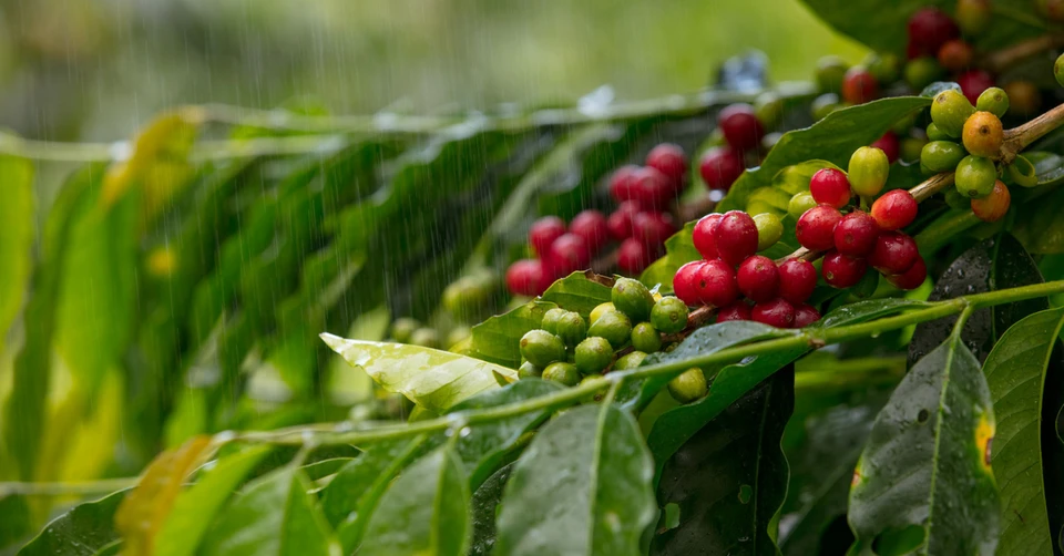 From harvest to roast: The life of specialty green bean coffee