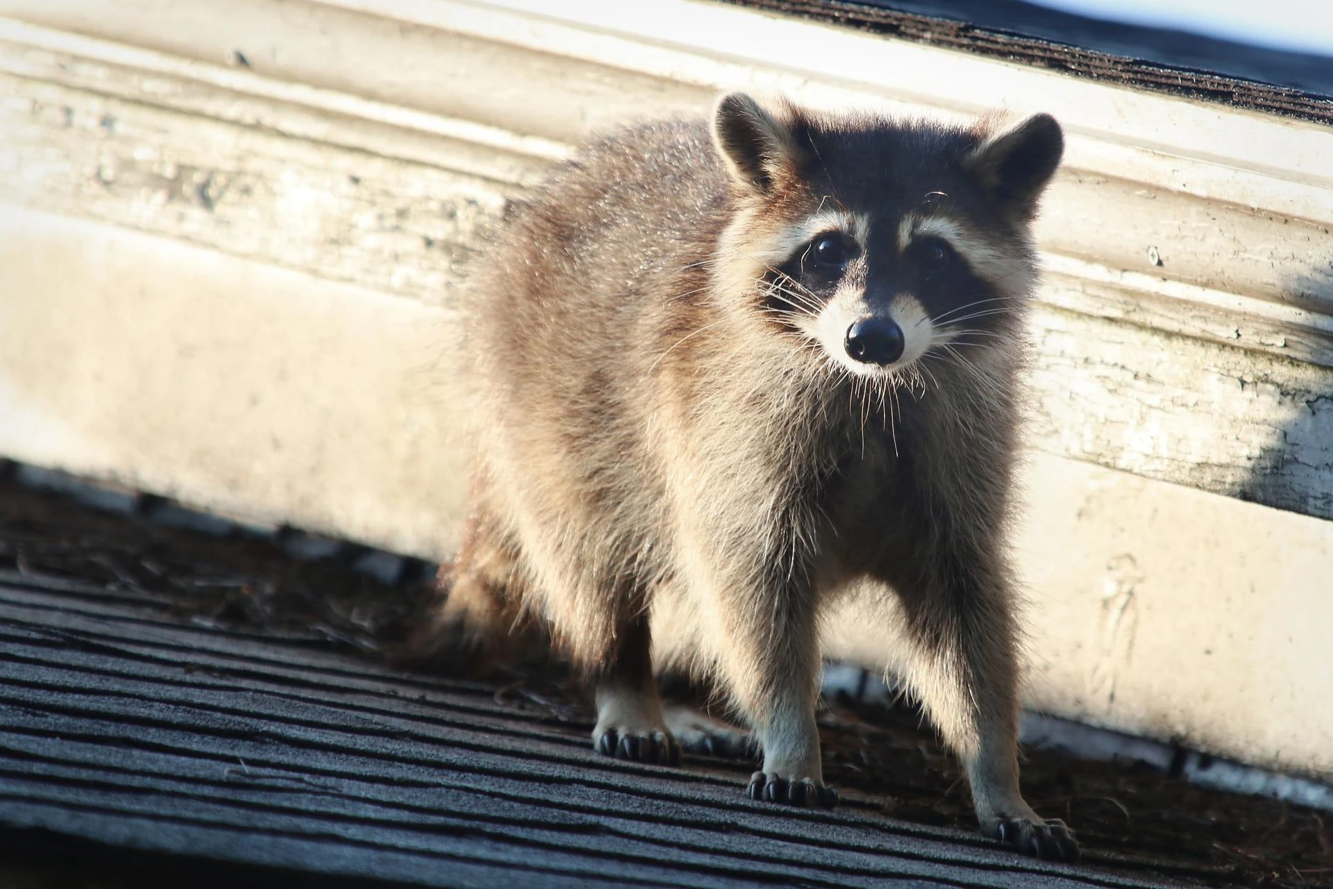 7 Signs You Could Have Wildlife Living in Your Attic