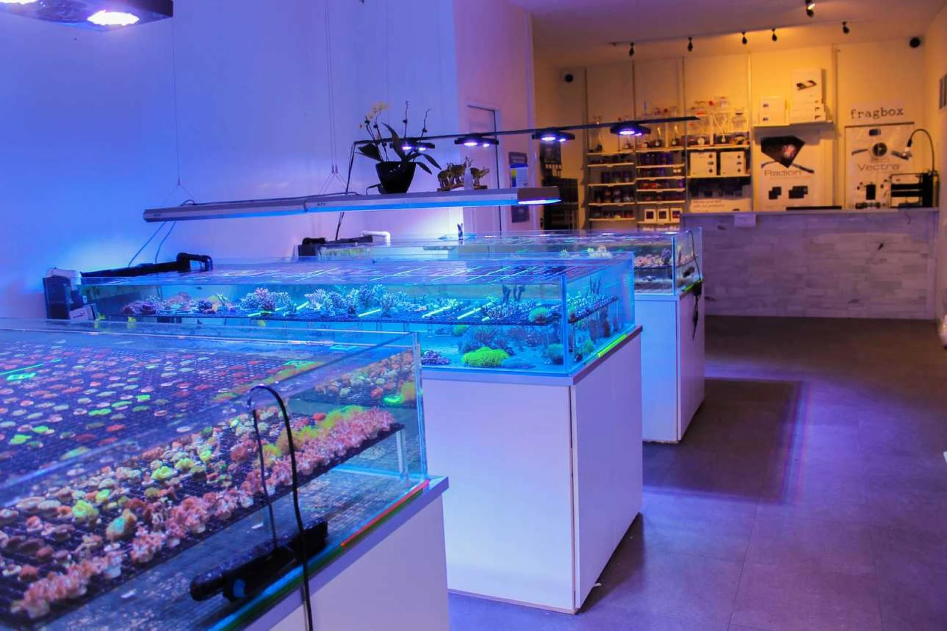 How Can Saltwater Tanks Improve Your Home Decor Setup?