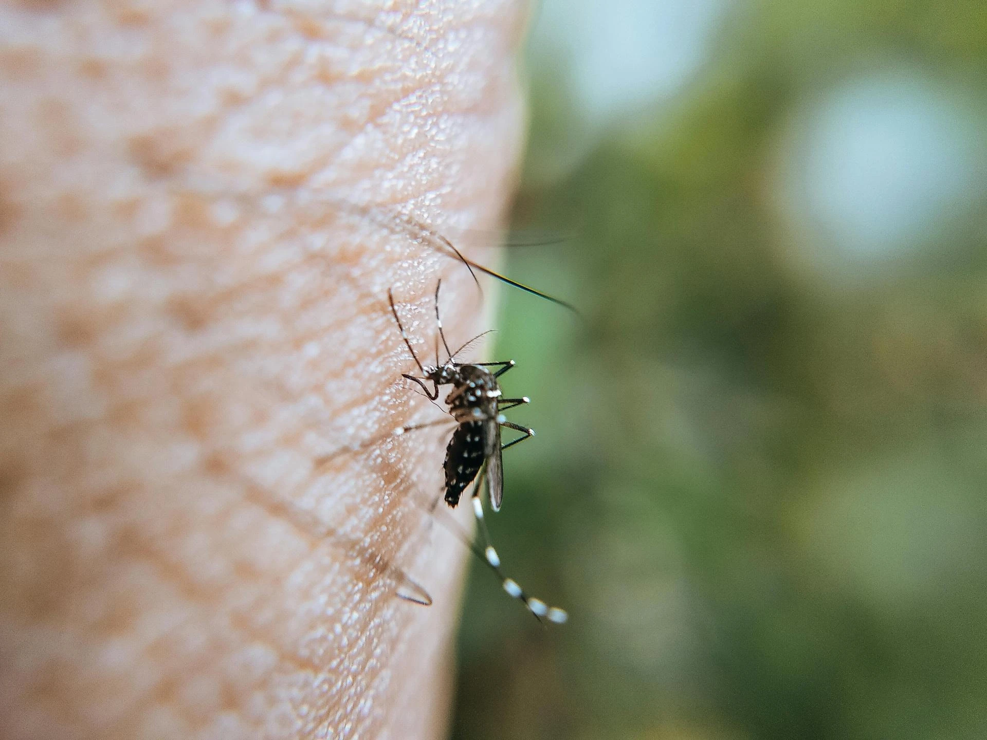 Keep Your Home Mosquito-Free: Effective Strategies for Every Season