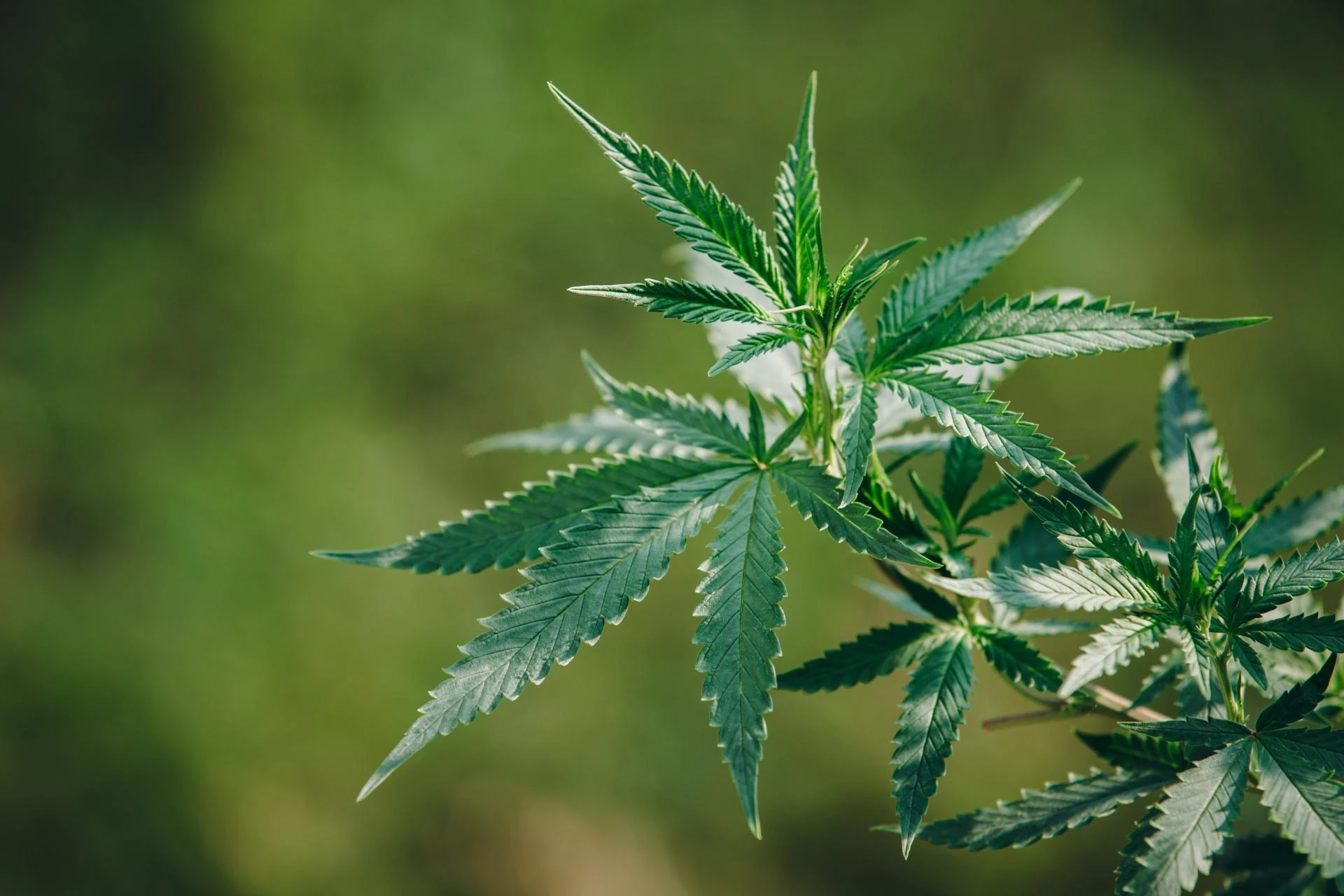 Discover Quality and Exceptional Service at The Vault Dispensary
