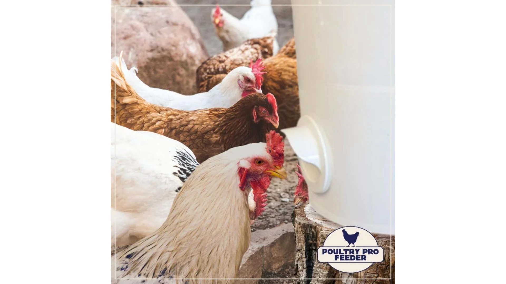 Chicken feeder ports: How to stop feed waste and save money today!