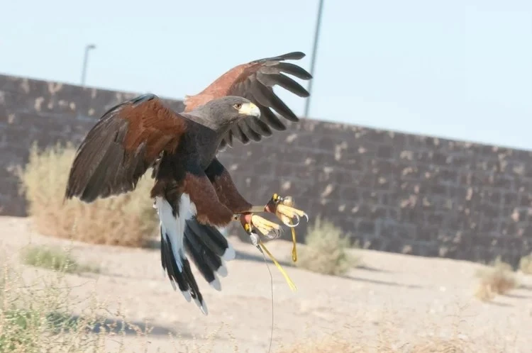 Falconry Based Bird Abatement Explained: The Smart, Sustainable Way to Stop Bird Problems Fast
