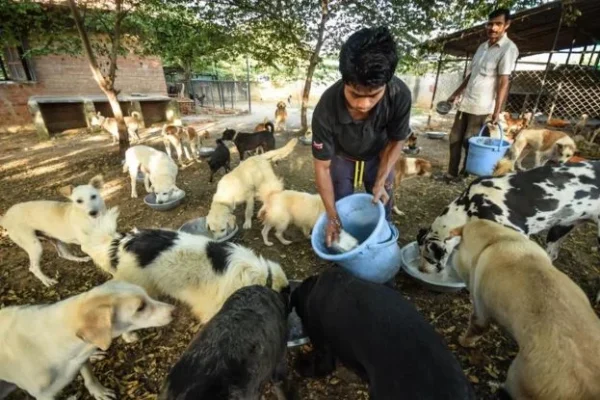 India's Largest Stray Dog Rescue Organisation Is Doing What No One Else Could