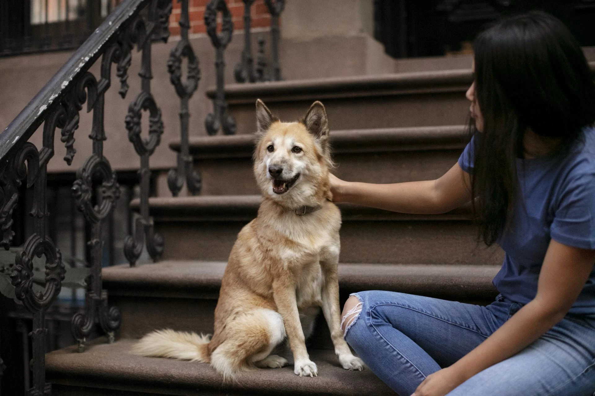 How Do Dog Behavioral Trainers Assess and Understand a Dog’s Unique Needs?