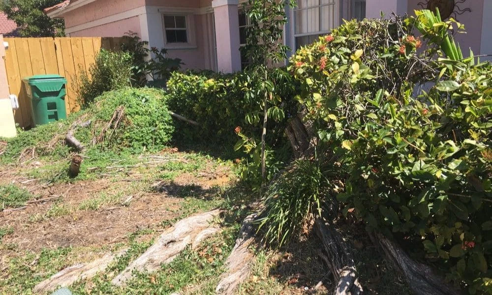 Why Pinecrest Yards Look Better After Old Stumps Go